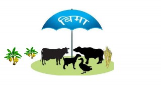 बीमा दाबीको प्रक्रिया झन्झटिलो हुँदा बीमा प्रति किसानको आकर्षण बढेन 