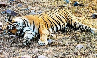 तनहुँको बन्दिपुरमा घाईते अवस्थामा भेटिएको चरि बाघको मृत्यु