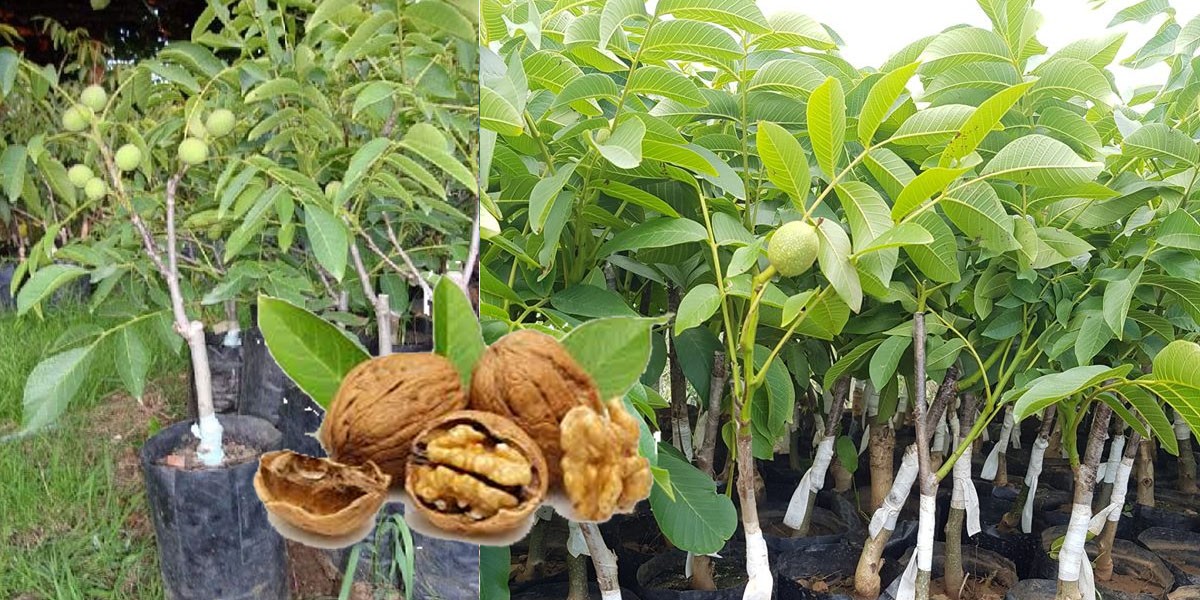 टर्कीबाट कर्णालीमा पुगे दाँते ओखरका बिरुवा 