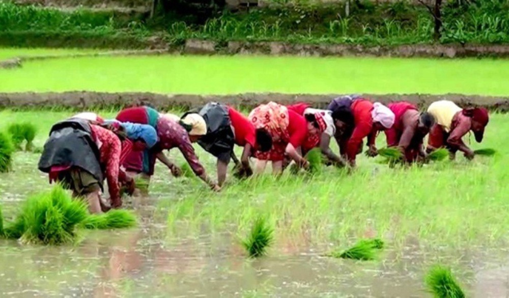 पोहोरको तुलनामा यस वर्ष धान रोपाई ३ प्रतिशतले कम 