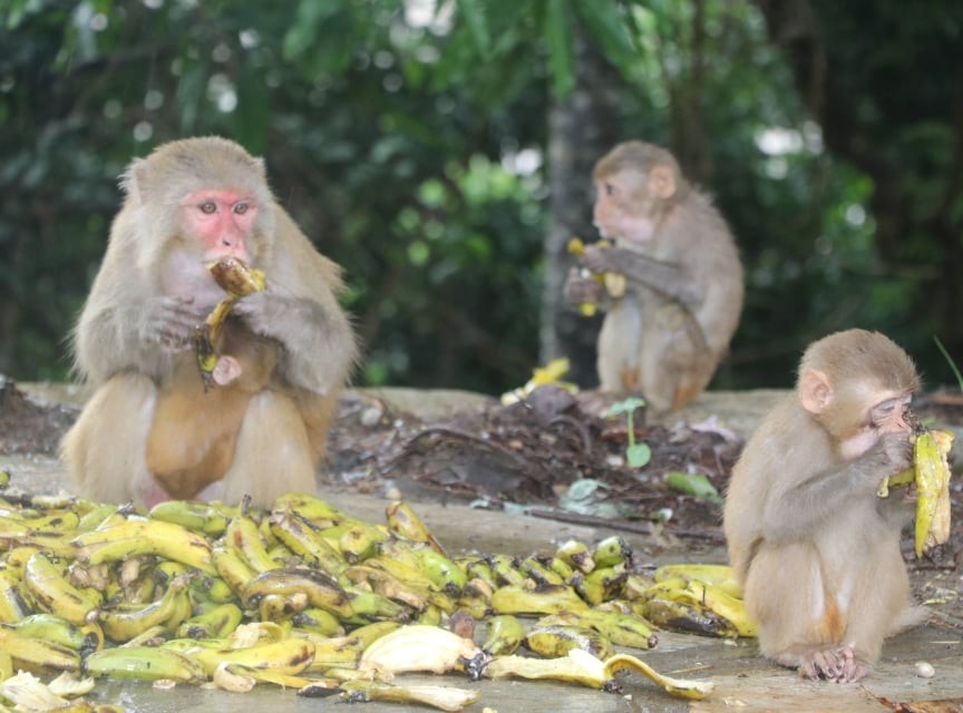 देवघाटका भोका बादरलाई फलफुल खुवाउदै ब्लड डोनर्स सोसाइटी नेपाल