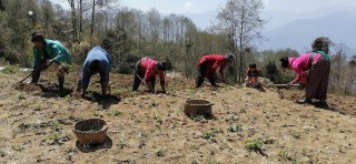सोलुखुम्बुमा कोरोनाका कारण गाउँ फर्कनेहरु बढे, खेतीपाती गर्ने पनि बढ्दै 