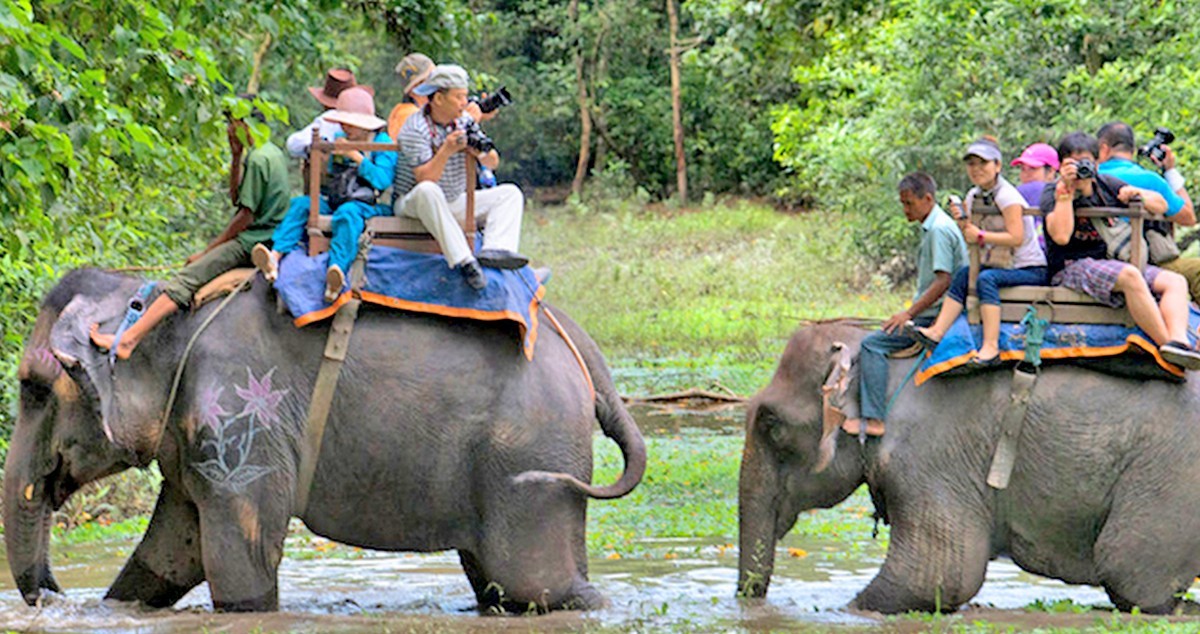 निषेधाज्ञासँगै होटल व्यवसाय बन्द हुँदा सौराहामा पर्यटक घुमाउने हात्ती विस्थापित हुँदै, पाल्न नसकेर १२ वटा हात्ती बिक्री