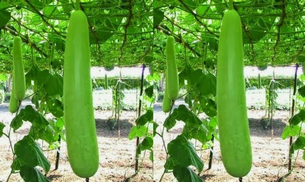 लौकाको बोक्रा नफालि खादा यस्ता छन् फाइदा