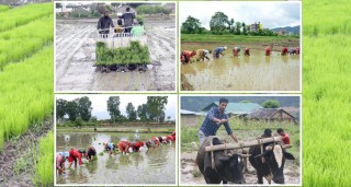 आज १५ असार अर्थात राष्ट्रिय धान दिवसः धानमा आत्मनिर्भर हुने प्रयास जारी