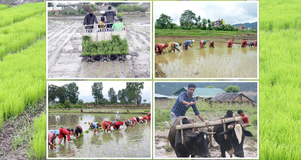 आज १५ असार अर्थात राष्ट्रिय धान दिवसः धानमा आत्मनिर्भर हुने प्रयास जारी