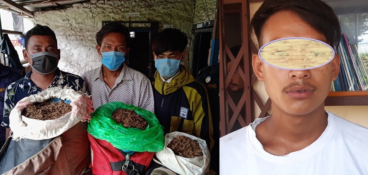 चितवनको मुग्लिन बजारबाट १६ किलो गाँजा सहित ३ जना पक्राउ