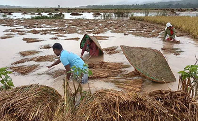 धानबालीमा क्षति पुगेका किसानलाई प्रक्रिया पूरा गरेर राहत रकम वितरण गर्न निर्देशन 