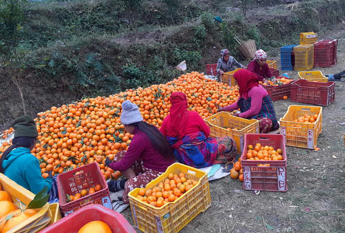 सुन्तला उत्पादनले २ करोडभन्दा बढी आम्दानी, गाउँको नाम पनि फेरियो 