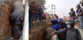 विभिन्न कसुरमा चितवन राष्ट्रिय निकुञ्जले ४४२ जनालाई पक्राउ गर्‍यो