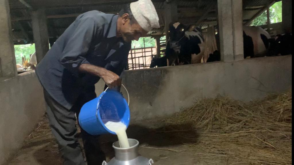 प्रतिलिटर तीन रूपैयाँ अनुदान पर्याप्त नभएको चितवनका किसानको गुनासो 