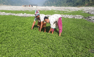 दाङमा सीम साग स्थानीय किसानका लागि आम्दानीको राम्रो स्रोत बन्दै 