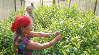 व्यवसायिक कागती र बेसार खेतीमा सक्रिय हुँदै मनकामना आरुबोटका महिलाहरु