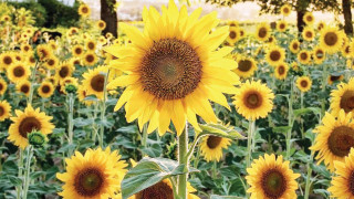 दाङको स्यानी गाउँमा सुर्यमुखी फूलको खेती फस्टाउँदै 