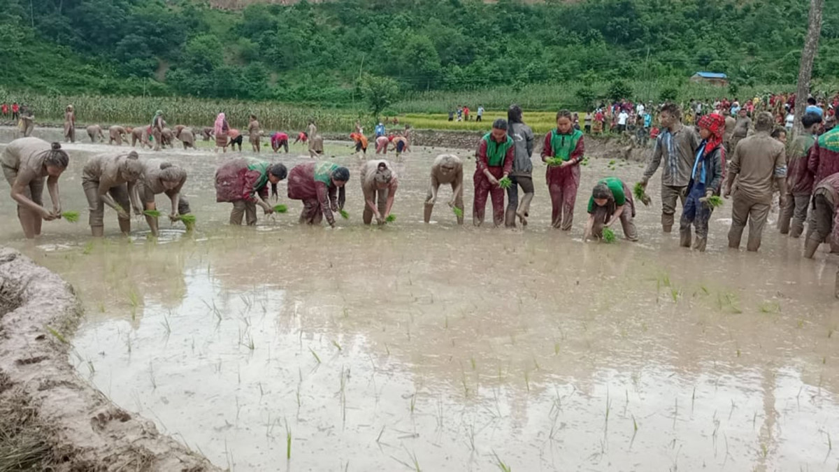 देशभर करिब ७२ प्रतिशत धान रोपाइँ सम्पन्न