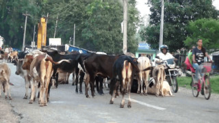 कञ्चनपुरमा छाडा पशु चौपायाका कारण सडक दुर्घटना बढ्दै 