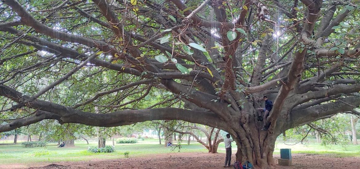 रूखबिरुवाबीच शहरमा बस्ने बालबालिकाको स्वास्थ्य र व्यवहार राम्रोः अनुसन्धान