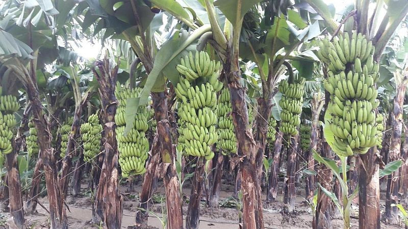 तराईमा तिहार : बढ्दो केराका थामको बजार