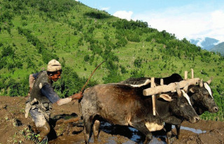 हलिया मुक्ति घोषणाको १४ वर्ष, घोषणा कागजमै सिमित 