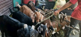 दशैंमा पनि खसीबोका बिक्री नभएपछि किसान निराश, खल्लो बन्यो चाडबाड