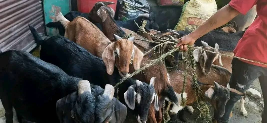 दशैंमा पनि खसीबोका बिक्री नभएपछि किसान निराश, खल्लो बन्यो चाडबाड