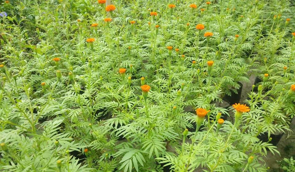 धनकुटाका किसानले लगाएको सयपत्री नफुल्दा किसान चिन्तित 