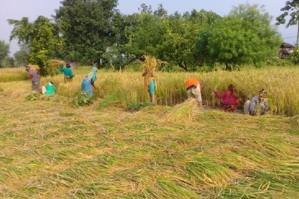 चितवनमा धान रोप्नेदेखि काट्नेसम्म तराई र भारतीय श्रमिकको भर