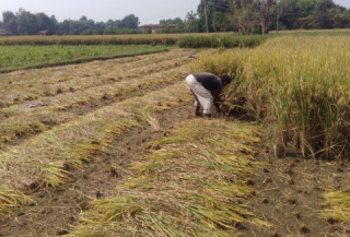 ‘जग्गा बेच्दै धान किनेर खानेहरू बढे’ : सामाजिक अभियन्ता भीमराम चपाईँ
