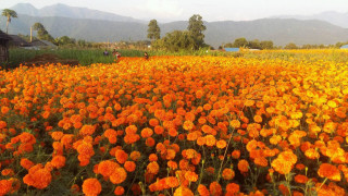 तिहारमै बिक्री भएन फूल, किसान निराश