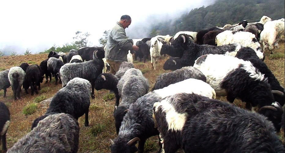 दशैं नजिकिएसँगै बजार झरे लेकाली भेडाच्याङ्ग्रा