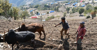 मकै रोप्ने चटारोमा इच्छाकामना ज्यानदालाका किसान : मौसमले साथ नदिँदा चिन्ता