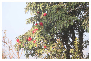 चितवनमै इच्छाकामनाको सिराइचुलीमा फुल्छ लालिगुराँस