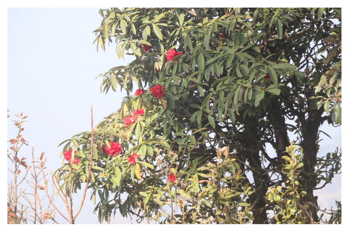 चितवनमै इच्छाकामनाको सिराइचुलीमा फुल्छ लालिगुराँस
