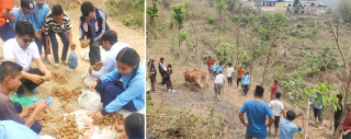 आँबुखैरेनी गाउँपालिकाको पढ्दै कमाउँदै कार्यक्रम : अदुवा खेती गर्दै विद्यार्थी