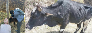 इच्छाकामनाका गाईगोरुमा लम्पी स्किन रोग फैलदैं, अहिलेसम्म २३ वटा गाईगोरु मरे, ५ सय बढीको उपचार हुदै