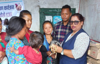 इच्छाकामना गाउँपालिकाद्वारा सुनौला हजार दिनका आमाहरुलाई कुखुराको चल्ला वितरण