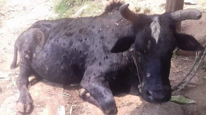 गाईभैँसीमा लाग्ने लम्पीस्किन रोगबाट देवघाटका किसान पनि  पिडित 
