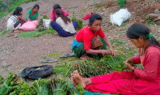 निगुरो बेचेर घरखर्च धान्दै इच्छाकामनाका चेपाङ महिला