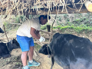 इच्छाकामनाका पशुहरुमा भोलीदेखि लम्पीस्कीन विरुद्धको खोप लगाईने