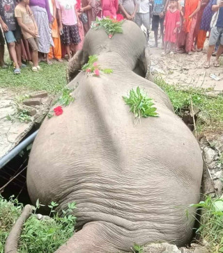 कञ्चनपुरको शुक्लाफाँटामा सेफ्टी ट्याङ्कीमा परेर जङ्गली हात्तीको मृत्यु