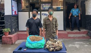 आँबुखैरेनीको बेनिटारबाट करिब २ केजी गाँजा सहित २ युवा पक्राउ