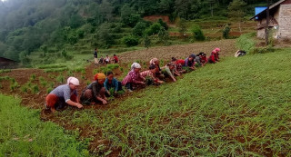 गाउँमा कोदो खेती घट्दै, सहरमा महत्त्व बढ्दै