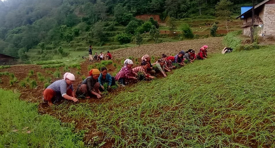 आज पहिलोपटक राष्ट्रिय कोदो दिवस मनाइँदै