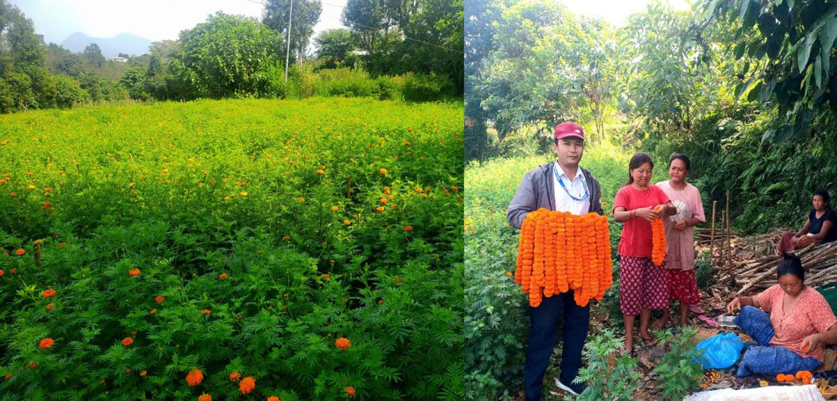 आँबुखैरेनी गाउँपालिकाले स्थानीय आमा समूहसँगको सहकार्यमा लगाईएको सयपत्री फुल्न थाल्यो