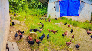 आँबुखैरेनीको कन्यादेवी माविमा पढ्दै, कमाउँदै : कुखुरापालनमा विद्यार्थी रमाउँदै