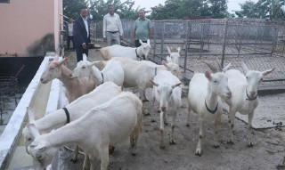 बन्दीपुरमा बाख्रा नश्ल सुधार कार्यक्रम
