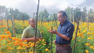 बन्दीपुरको थुम्कामा ५० रोपनी क्षेत्रफलमा व्यवसायीक सयपत्री फूलको खेती