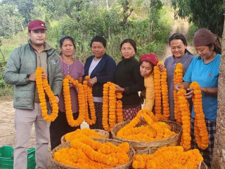 आँबुखैरेनीमा विद्यार्थीले उत्पादन गरेको सयपत्री कतार निर्यात भएपछि उत्साहित, भन्छन्– ‘अब यसलाई विस्तार गर्ने योजना छ’