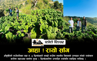 किसानले उत्पादन गरेको तरकारी बिक्री नभए गाउँपालिकाले जिम्मा लिने भएपछि आँबुखैरेनीका किसान उत्साहित