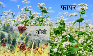 मकवानपुरको भीमफेदीमा कोदो र फापर फलाउने किसानलाई अनुदान